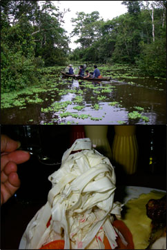 アマゾン河とやしの若い芽を裂いたきしめん風の食べ物
