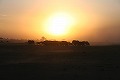 アフリカ・サバンナに沈む「夕陽」