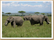 ケニア・マサイマラ国立保護区　写真