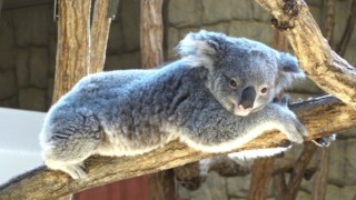 コアラの笑顔やサルの舌ペロも！？東山動植物園の人気動物が見せる“激レアな瞬間”を大公開