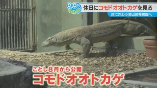 体長3メートル弱!? 国内で唯一“世界最大級”のコモドオオトカゲが見られる名古屋市・千種区の「東山動植物園」を調査