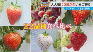 1日中楽しめる楽園!? 世界的パティシエ監修の22品種のいちご食べ放題＆絶品いちごスイーツが味わえる「アクアイグニス」の魅力とは