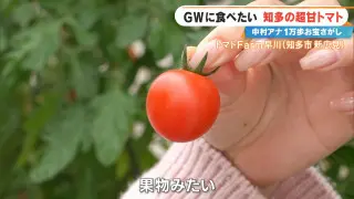 サクランボと同じ糖度の激甘トマト！？知多市の感動グルメ＆スポット３選を紹介
