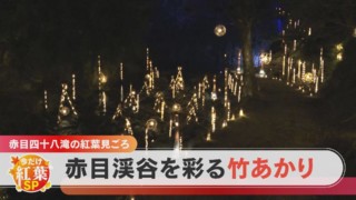 【三重・名張市 赤目四十八滝】滝と紅葉のコラボ!この時期だけの竹あかりライトアップも