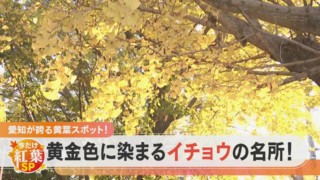 【愛知・祖父江町】黄金色に染まるイチョウの名所