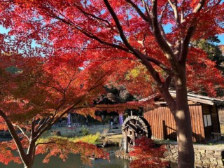 【名古屋市 東山動植物園】モミジが60種類!街なかの紅葉名所が見頃