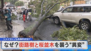 世代交代の時期！？突然倒れる街路樹。ソメイヨシノもまた寿命と病気で…【チャント！特集】