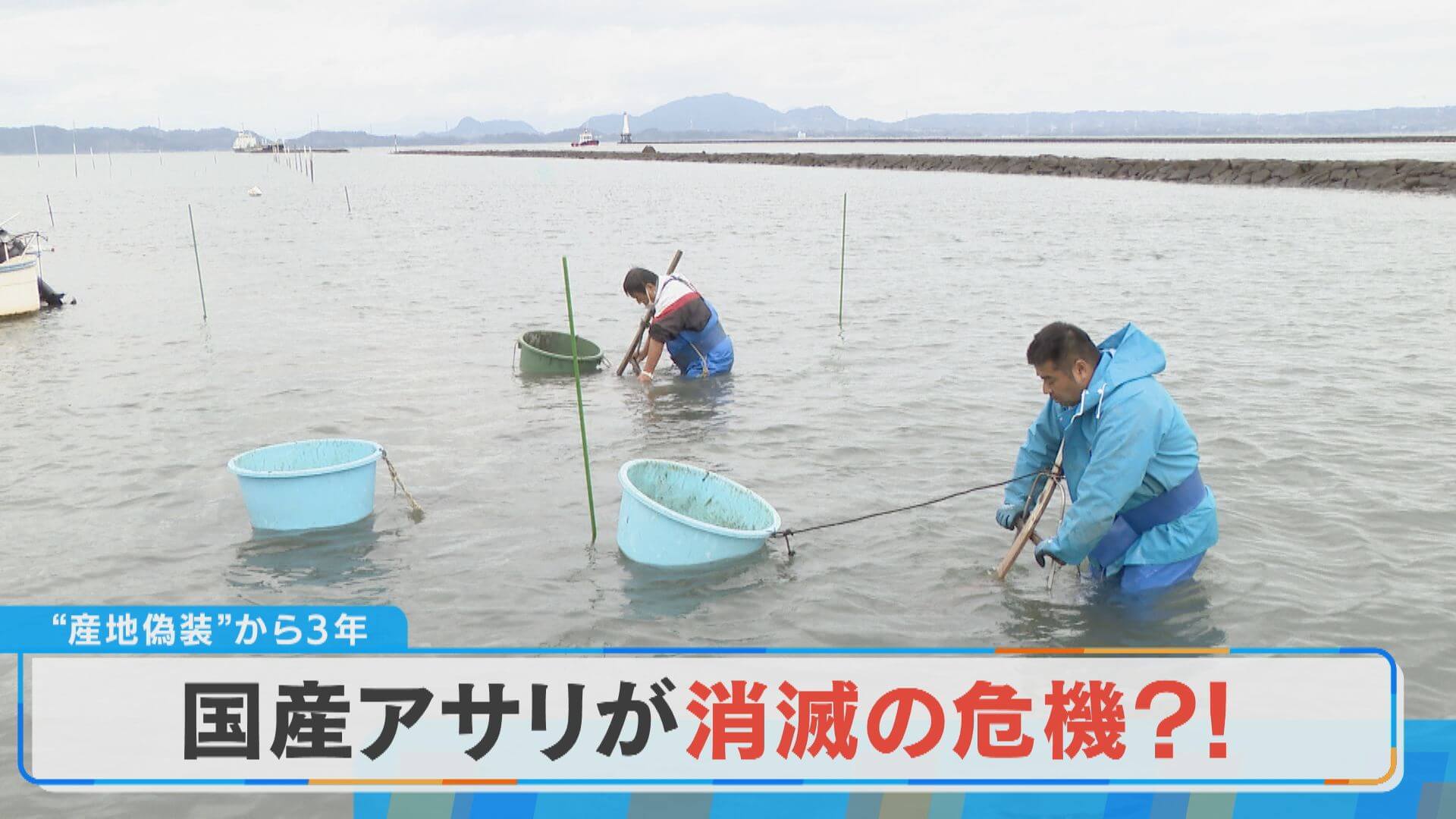 過去最悪の不漁…、産地偽装問題…、国産アサリが消える？激減のワケとは？【チャント！特集】