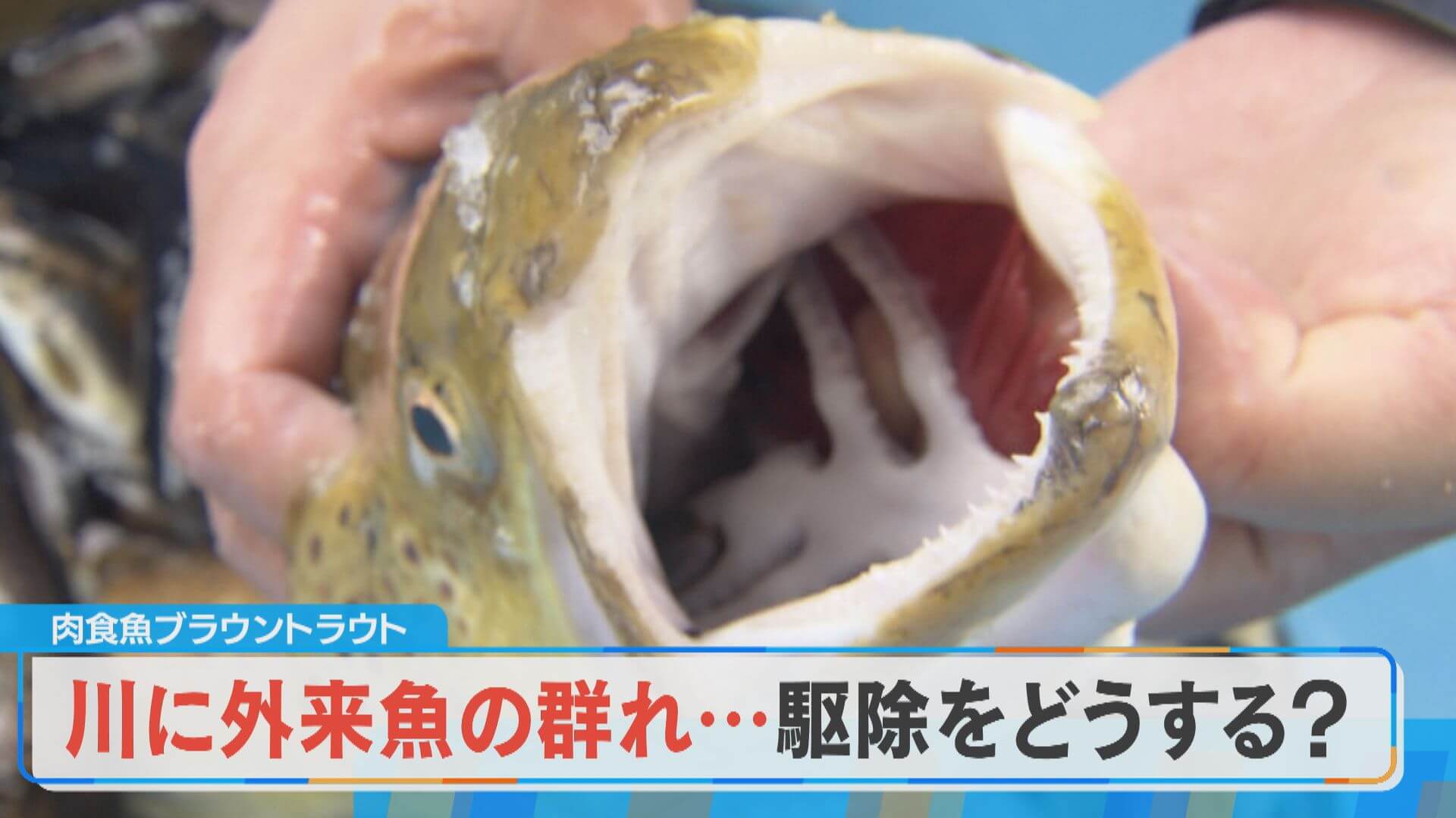 漁協の苦悩“外来魚の処分…”北海道から救いの手？【チャント！特集】