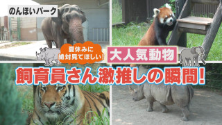 【飼育員に聞く】夏限定の瞬間!のんほいパーク 動物たちの激かわシーン!【チャント!特集】