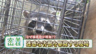 庭にアライグマ！？急増する害獣駆除【チャント！特集】