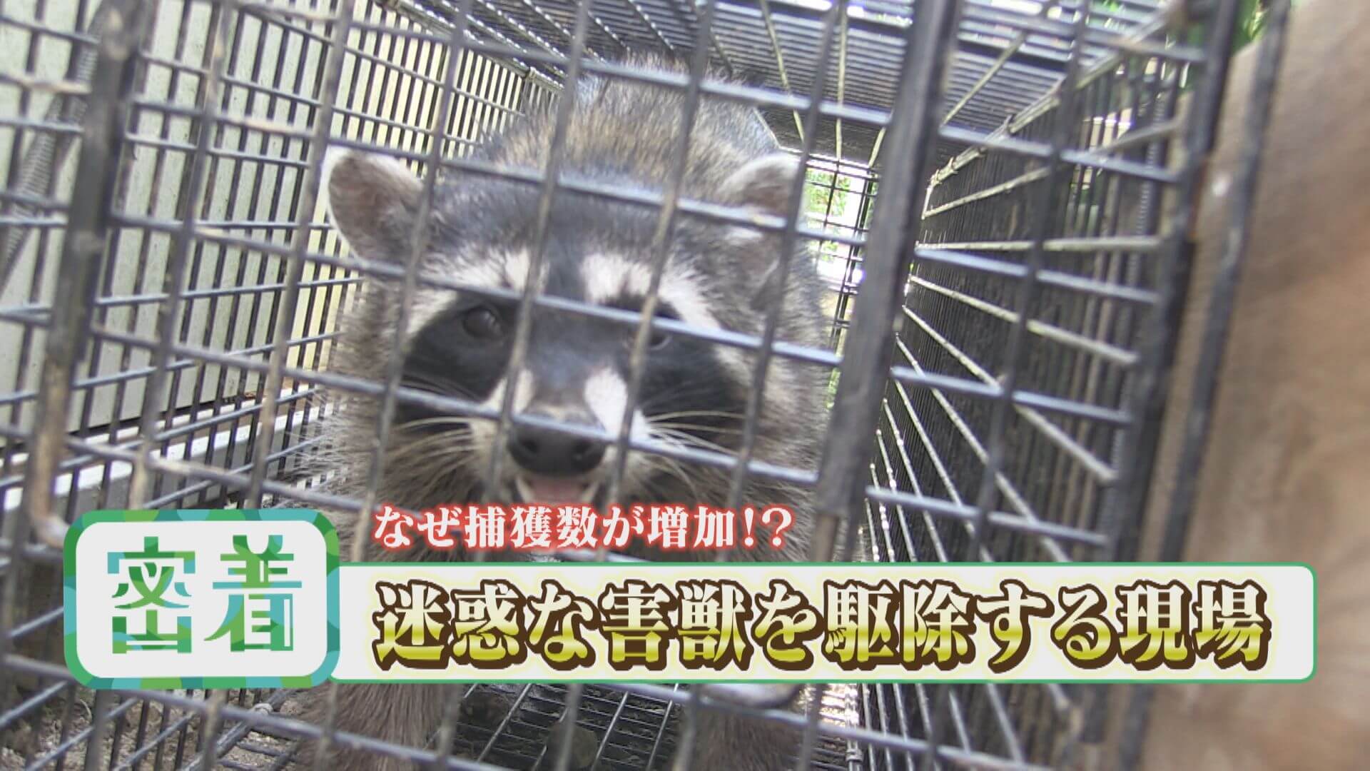 庭にアライグマ！？急増する害獣駆除【チャント！特集】