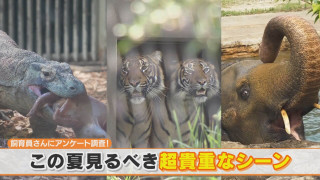 飼育員に聞く！東山動植物園 夏に見るべきシーンとは？【チャント！特集】