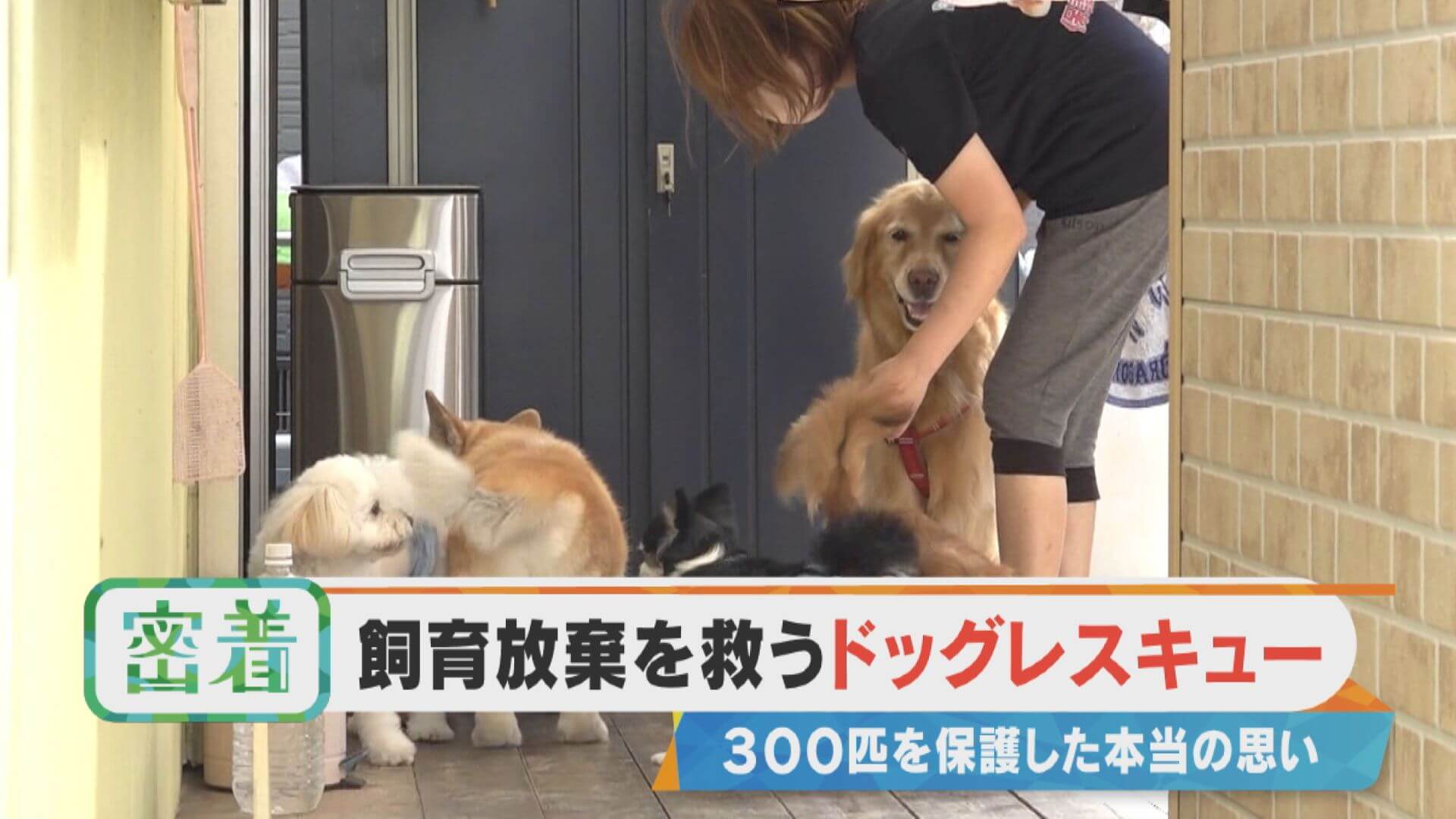 【密着】飼育放棄を救うドッグレスキュー【チャント！特集】