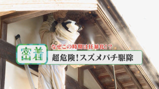 この時期がもっとも狂暴化!危険生物スズメバチの駆除【チャント!特集】
