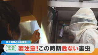 【密着】驚きの稼ぎ！？害虫駆除のお金事情 年間2500件！人気業者の最前線