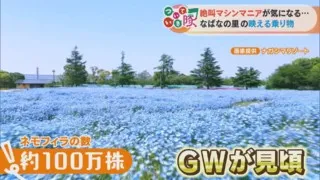 女子旅について行ったら…「インスタで見るよりイイ！」100万株のネモフィラと光の大河に感動！