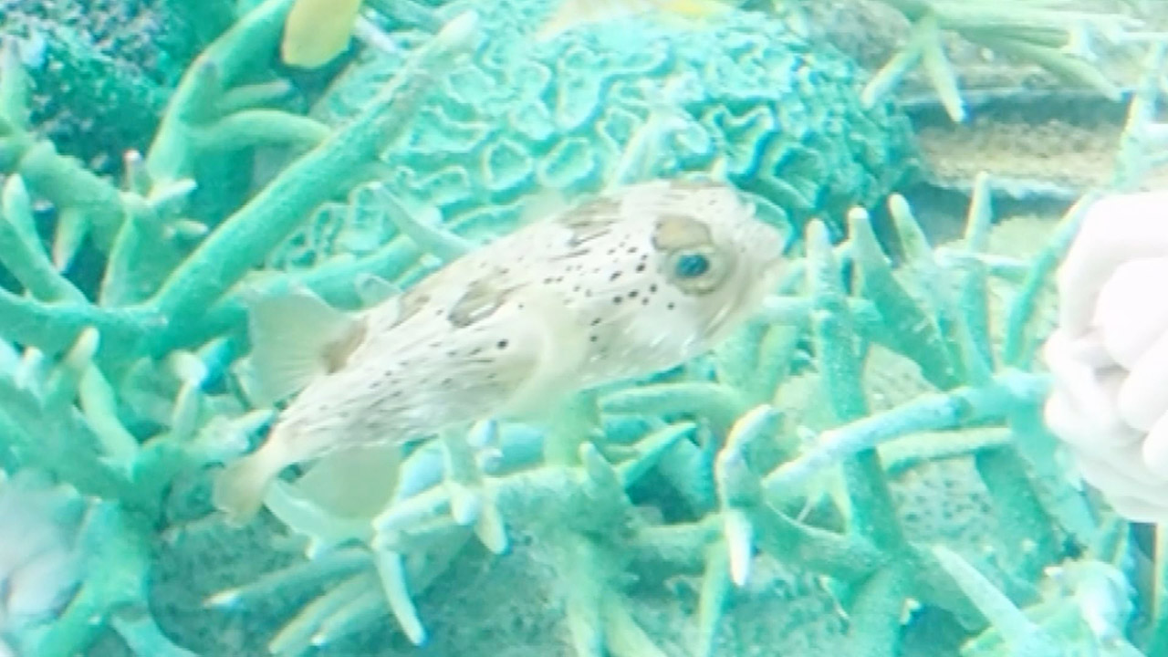 クラゲがクラゲを捕食！？甘えっ子なハリセンボン？？うちですごそう水族館！海の生き物おもしろお食事シーン