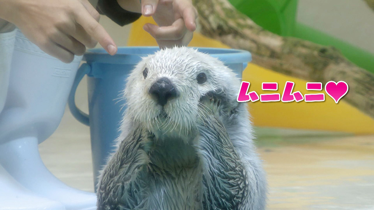 あざとかわいい…鳥羽水族館のラッコ“お顔ムニムニ”に悶絶者が多数 動きに秘められた飼育員の目的