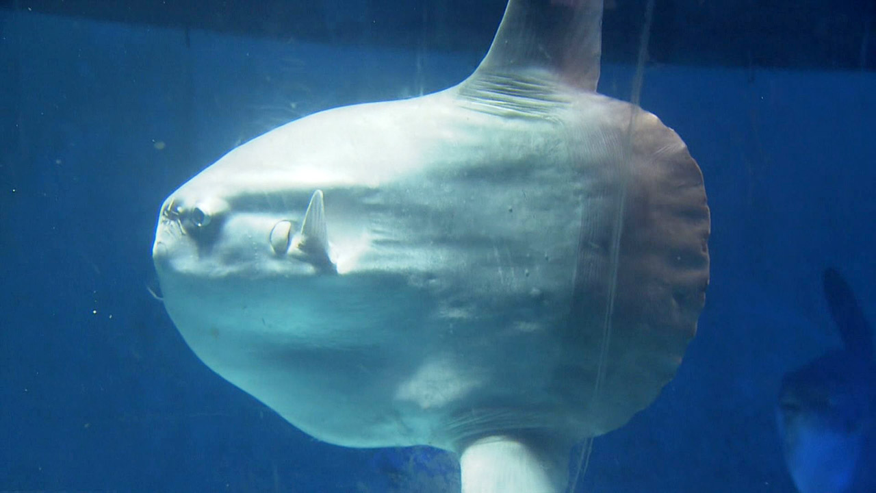 “マンボウ泳ぐ水族館”閉館へ　上皇ご夫妻も訪問