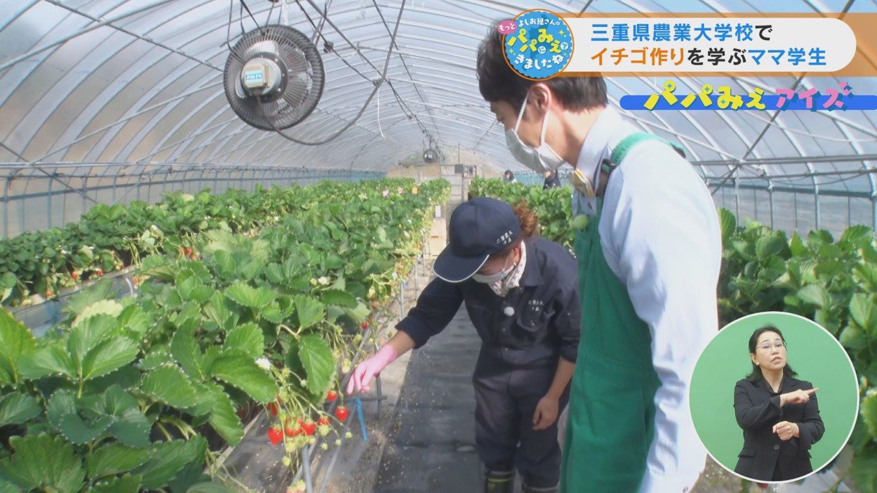 三重県農業大学校でイチゴ作りを学ぶママ学生 | CBC MAGAZINE（CBC