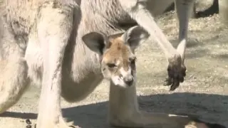 生まれたときの大きさはわずか2ｃｍ！？赤ちゃんカンガルーを見逃すな！GWにオススメの名古屋の観光名所SP！（前編・東山動植物園）