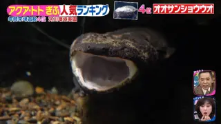 見られたらラッキー！あくびをするオオサンショウウオ！？「アクア・トトぎふ」の人気生き物ランキング第1位は世界最大級の淡水魚！