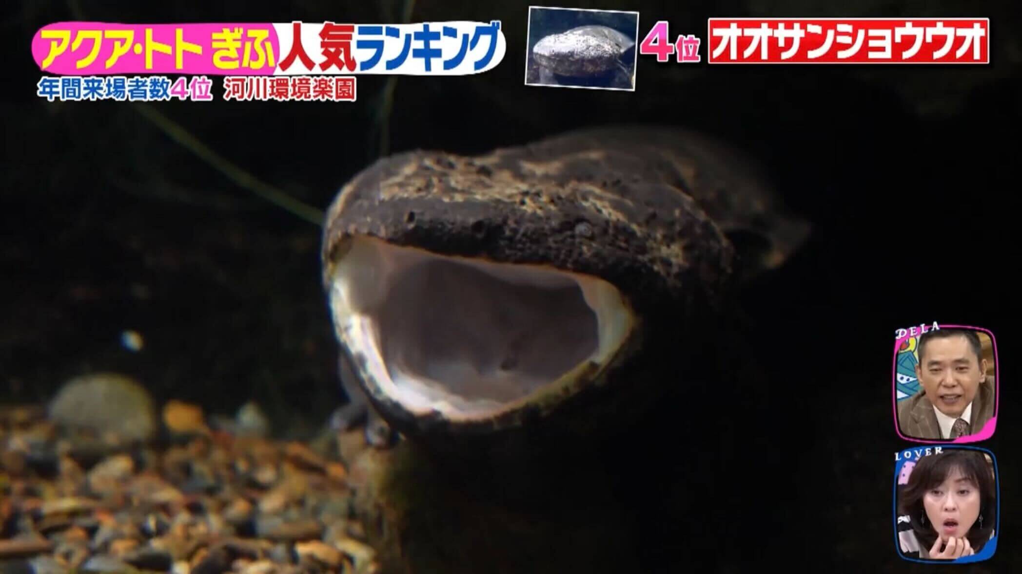 見られたらラッキー!あくびをするオオサンショウウオ!?「アクア・トトぎふ」の人気生き物ランキング第1位は世界最大級の淡水魚!