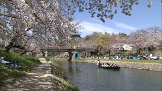 気象予報士がガチ投票！東海の「桜の名所ランキング」を発表！川沿いを埋め尽くす約4000本の桜トンネルとは