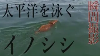 なぜ泳ぐ!?海を渡ったイノシシが離島で大繁殖 三重県鳥羽市・答志島 「泳ぐイノシシ」ドキュメンタリー