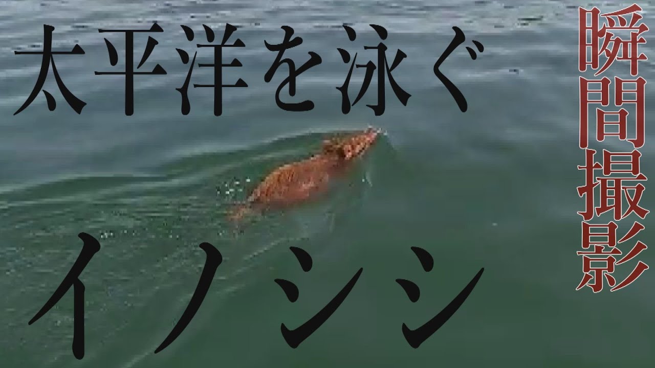 なぜ泳ぐ！？海を渡ったイノシシが離島で大繁殖　三重県鳥羽市・答志島 「泳ぐイノシシ」ドキュメンタリー