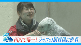 国内で2頭だけになった飼育ラッコ「メイちゃん」 &「キラちゃん」唯一の飼育係に密着