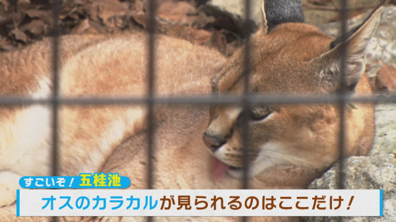 CBCテレビ『花咲かタイムズ』