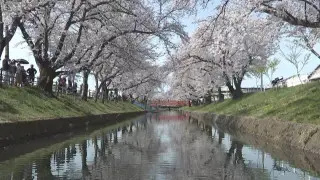 愛知の桜の見頃をチェック！五条川では春の風物詩「のんぼり洗い」も！
