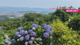 約7万本のあじさいが楽しめる!?幻想的なホタルの乱舞も 気象予報士激推しの“梅雨の絶景スポット”とは