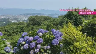 約7万本のあじさいが楽しめる！？幻想的なホタルの乱舞も 気象予報士激推しの“梅雨の絶景スポット”とは