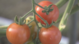 出汁と温泉で育てたミニトマト！？特産品が集まる複合施設も！愛知・渥美半島のオススメスポットとは