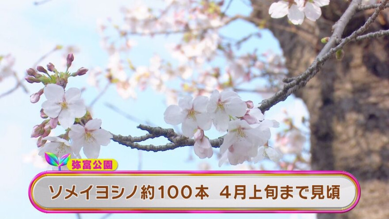 CBCテレビ『花咲かタイムズ』