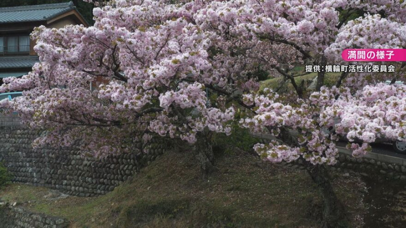 CBCテレビ『花咲かタイムズ』