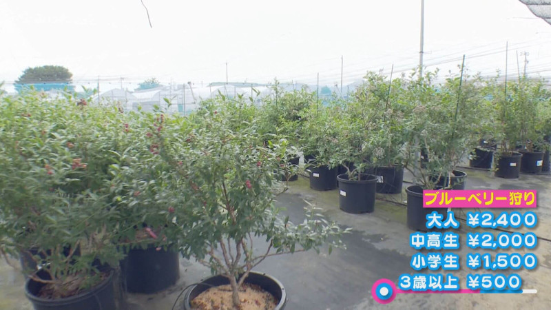 CBCテレビ『花咲かタイムズ』