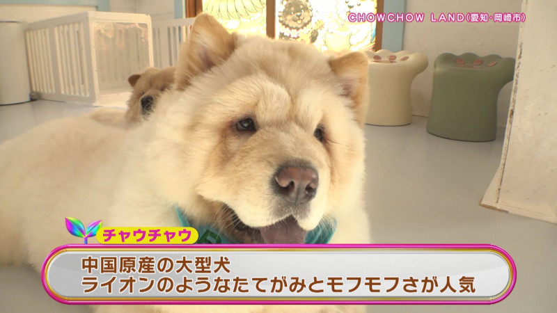 CBCテレビ『花咲かタイムズ』