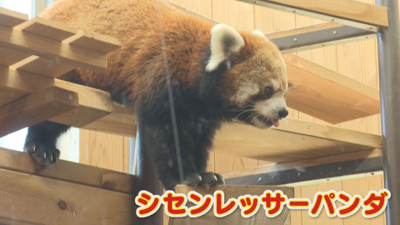 CBCテレビ『花咲かタイムズ』