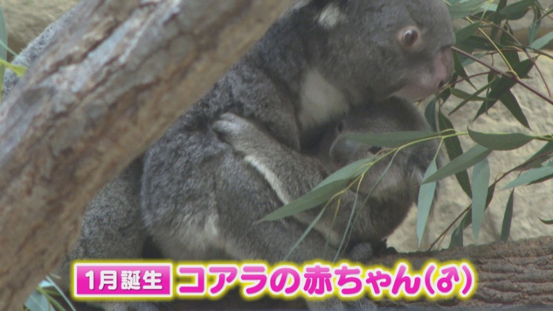 CBCテレビ『花咲かタイムズ』