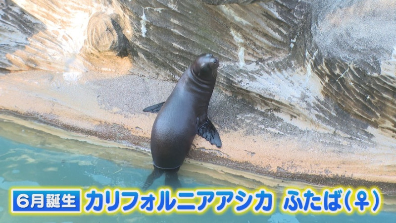 CBCテレビ『花咲かタイムズ』