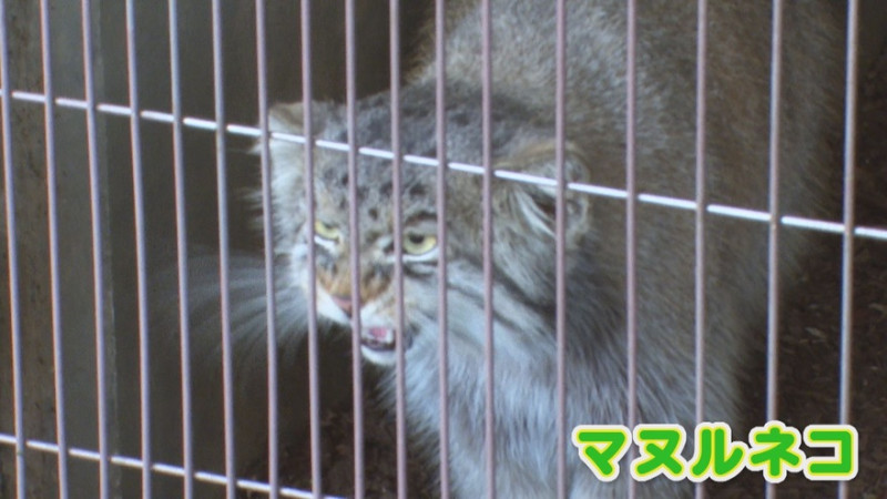 CBCテレビ『花咲かタイムズ』