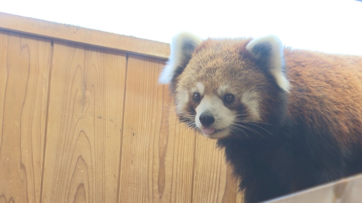 今だけの“激レア姿”も!?赤ちゃんが続々誕生!「東山動植物園」で秋まつりが開催中