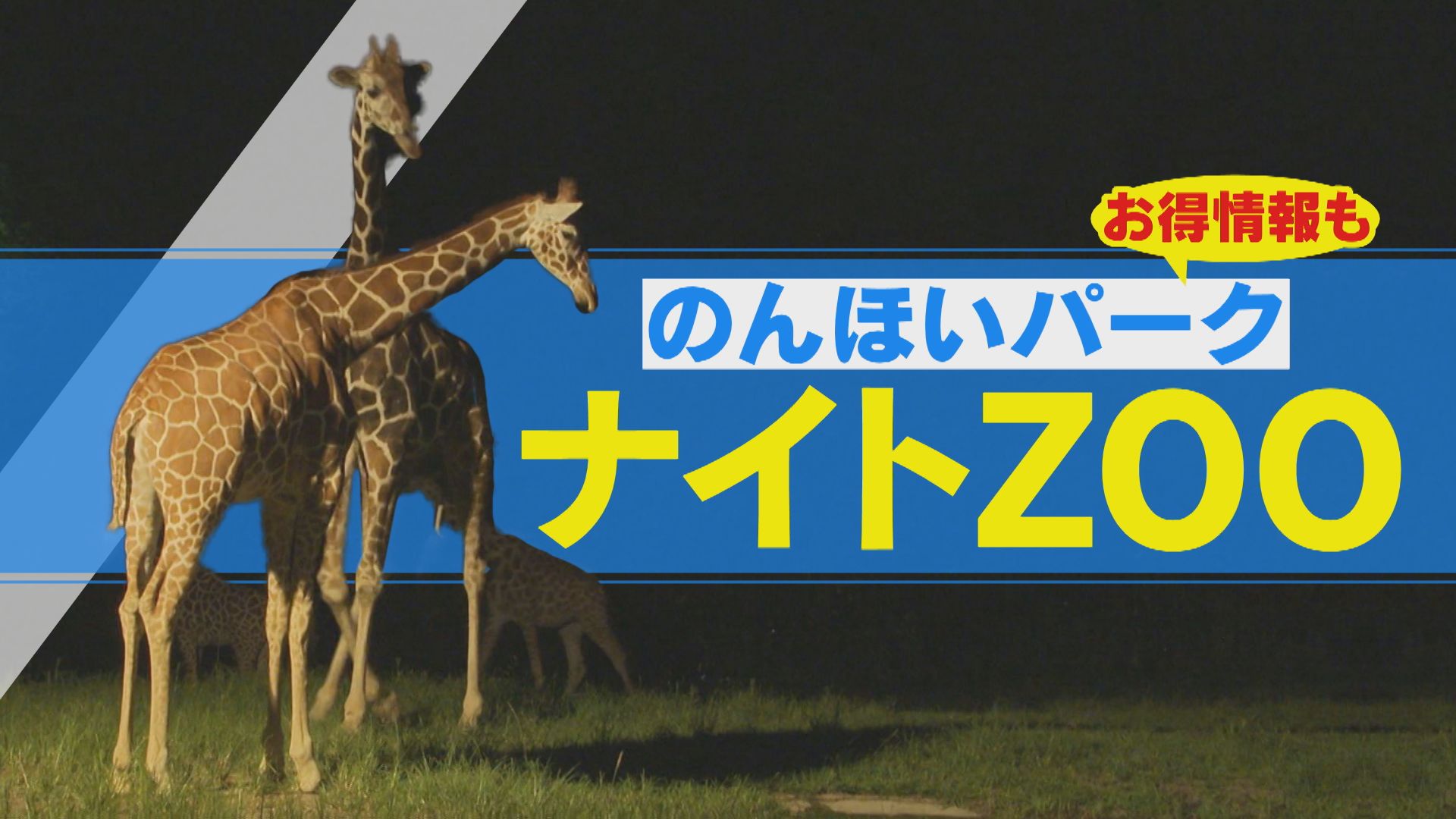 ゾウの水浴びがほぼ100％見られる！夜の動物園の魅力とは！？