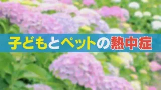子どもとペットは大人より熱中症のリスクが高い！熱中症の初期症状や暑さ対策のポイントとは