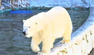 赤く染まる北極！？限定公開中の「ツシマヤマネコ」も！東山動植物園の目玉＆仰天スポットをご紹介
