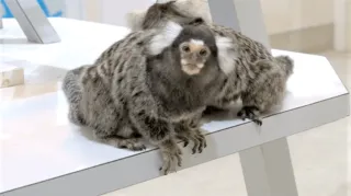 今しか見られない！？ おんぶ姿に授乳シーンも 東海3県の“動物の赤ちゃん”をご紹介！